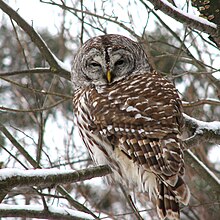 Barred owl Barred owl.jpg