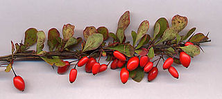 <i>Berberis thunbergii</i> Species of plant