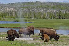 Photographie de bisons pâturant dans l'herbe devant une rivière.