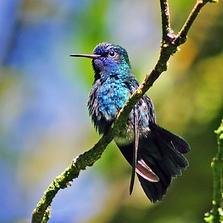 <span class="mw-page-title-main">Blue-headed hummingbird</span> Species of bird