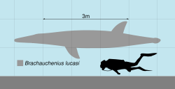 Diagram of a grey plesiosaur next to a diver