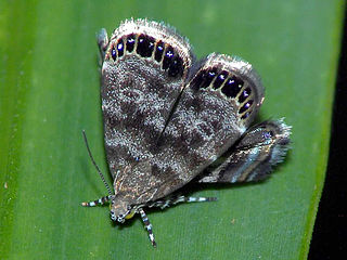 <i>Brenthia</i> Genus of moths