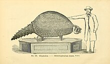 A mounted skeleton of Glyptodon reticulatus.