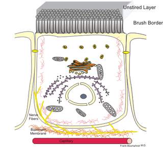 <span class="mw-page-title-main">Enterocyte</span> Type of intestinal cell