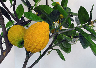 <span class="mw-page-title-main">Citron</span> Species of citrus plant