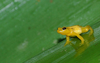 <i>Anomaloglossus</i> genus of amphibians