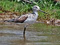 Greenshank (Tringa nebularia)