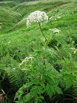 <i>Conioselinum</i> Genus of flowering plants