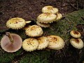 Прираснали пластинки при Pholiota gummosa.