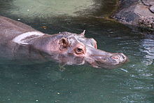 Hippopotamus at Animal Kingdom Disney-Animal-Kingdom-Hippo-7940.jpg