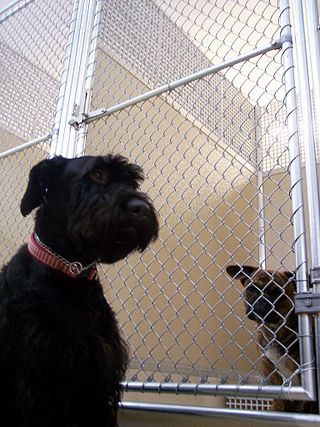 <span class="mw-page-title-main">Kennel</span> Shelter of a dog