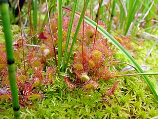 <span class="mw-page-title-main">Droseraceae</span> Family of carnivorous flowering plants