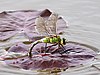 165 Commons:Picture of the Year/2011/R1/Emperor-Dragonfly-(5).jpg