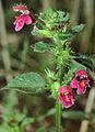 Galeopsis pubescens Germany - Unterfranken