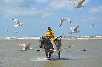 Garnaalvisser te paard in Oostduinkerke