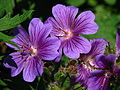 * Nomination Geranium magnificum, Moscow Botanical Garden of Academy of Sciences. --Kor!An 07:13, 17 May 2013 (UTC) * Promotion Good quality. --Poco a poco 08:54, 17 May 2013 (UTC)