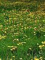 Dandelion Taraxacum lacerum inneruulaq / asorut / seqiniusaq / mælkebøtte Inneruulaq; Asorut; Seqiniusaq, Mælkebøtte