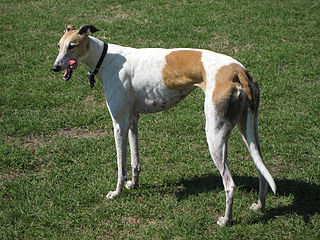 <span class="mw-page-title-main">Greyhound</span> Dog breed