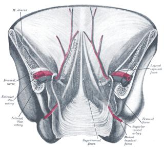 <span class="mw-page-title-main">Lateral umbilical fold</span>