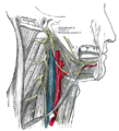 Hypoglossal nerve, cervical plexus, and their branches.