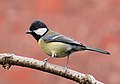 Parus major