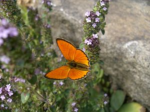 Heodes virgaureae