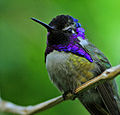 Colibri (Trochilidae)