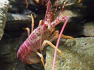 <i>Jasus edwardsii</i> Species of crustacean