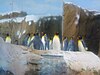 臺北市立動物園企鵝館展出的國王企鵝