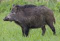 Sus scrofa scrofa