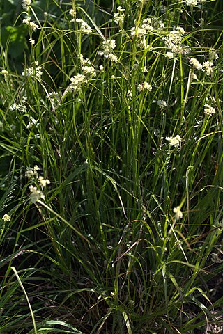 <i>Luzula nivea</i> Species of flowering plant in the rush family Juncaceae