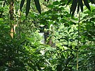 Hills covered with dense blue green tropical forests