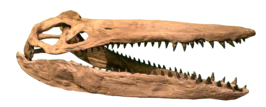 Megacephalosaurus