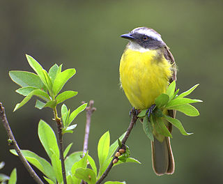 <i>Myiozetetes</i> Genus of birds