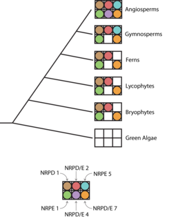 NRPDE phylogenetic.png