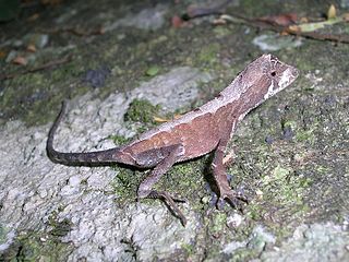 <i>Agasthyagama</i> Species of Indian lizard