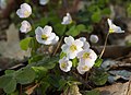 Skarðssýrusmæra (Oxalis acetosella)