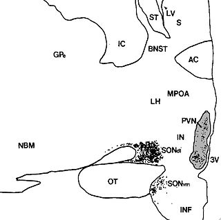 <span class="mw-page-title-main">Paraventricular nucleus of hypothalamus</span>