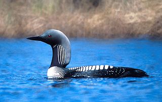 <span class="mw-page-title-main">Pacific loon</span> Species of bird