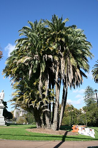 <i>Phoenix reclinata</i> Species of palm