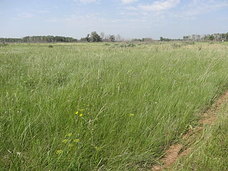 <span class="mw-page-title-main">Northern Tallgrass Prairie</span> Temperate grasslands, savannas, and shrublands ecoregion of Canada and the United States