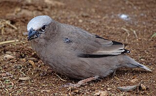 Grey-capped social weaver Species of bird