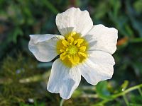 Ranunculus aquatilis