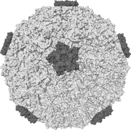 Oppervlaktestructuur van een rinovirus, een van de belangrijkste verwekkers van verkoudheid