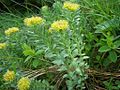 Rósuhjálpirót (Rhodiola rosea)