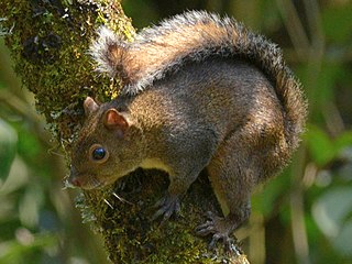 <span class="mw-page-title-main">Deppe's squirrel</span> Species of rodent