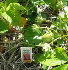 Strawberry plants with label indicating the cultivar ('Sequoia') Sequstr.png