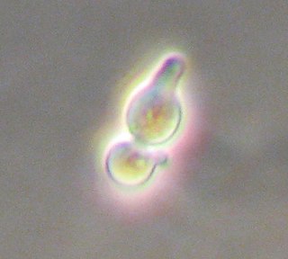 <span class="mw-page-title-main">Mating of yeast</span> Biological process of yeast