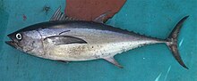 Thunnus tonggol.jpg