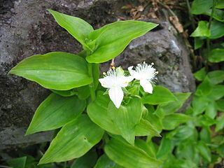 <i>Tradescantia fluminensis</i> Species of flowering plant